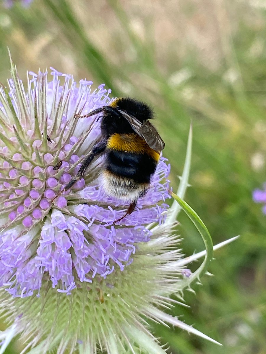 Are you passionate about preserving bees? 🐝 Let's make a change and create a safe haven for these incredible creatures! Together, we can secure a future for 2024 and beyond. 🌎 #SavetheBees #BeeHaven #WildlifeConservation 🐝🐝🐝