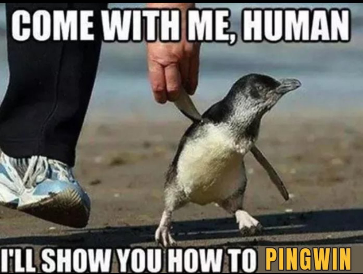 Special $PWIN draw from #Pingwin - $5 to $50 challenge - buy and hodl $5 of $PWIN to enter the draw to win $50 of $SOL

Buy at jup.ag/swap/SOL-AfWeB…

And like, RT, follow and comment address to enter! Multiple winners guaranteed!

#crypto #memecoin #BitcoinHalving2024