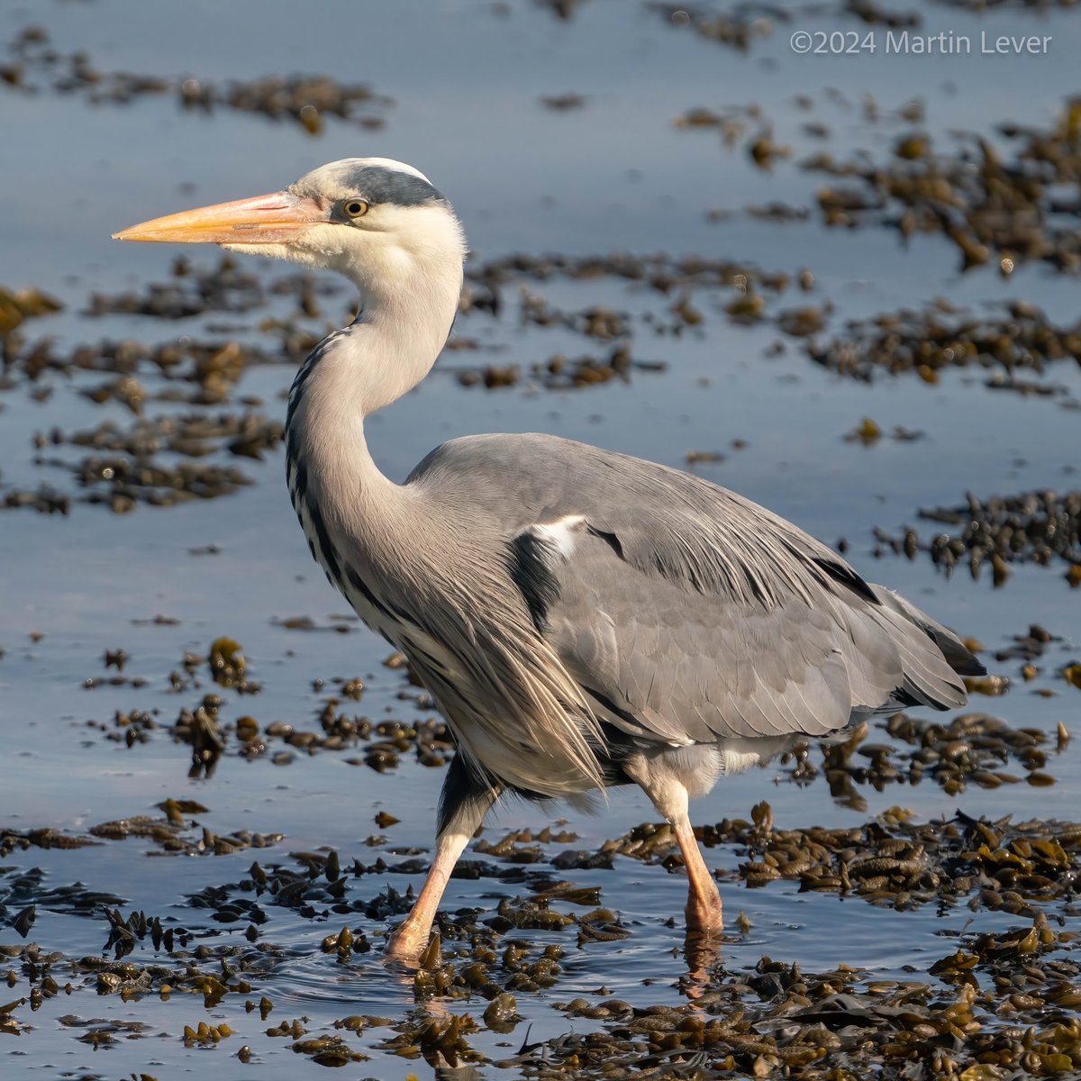 Early morning #GreyHeron at Cardwell Bay #Gourock