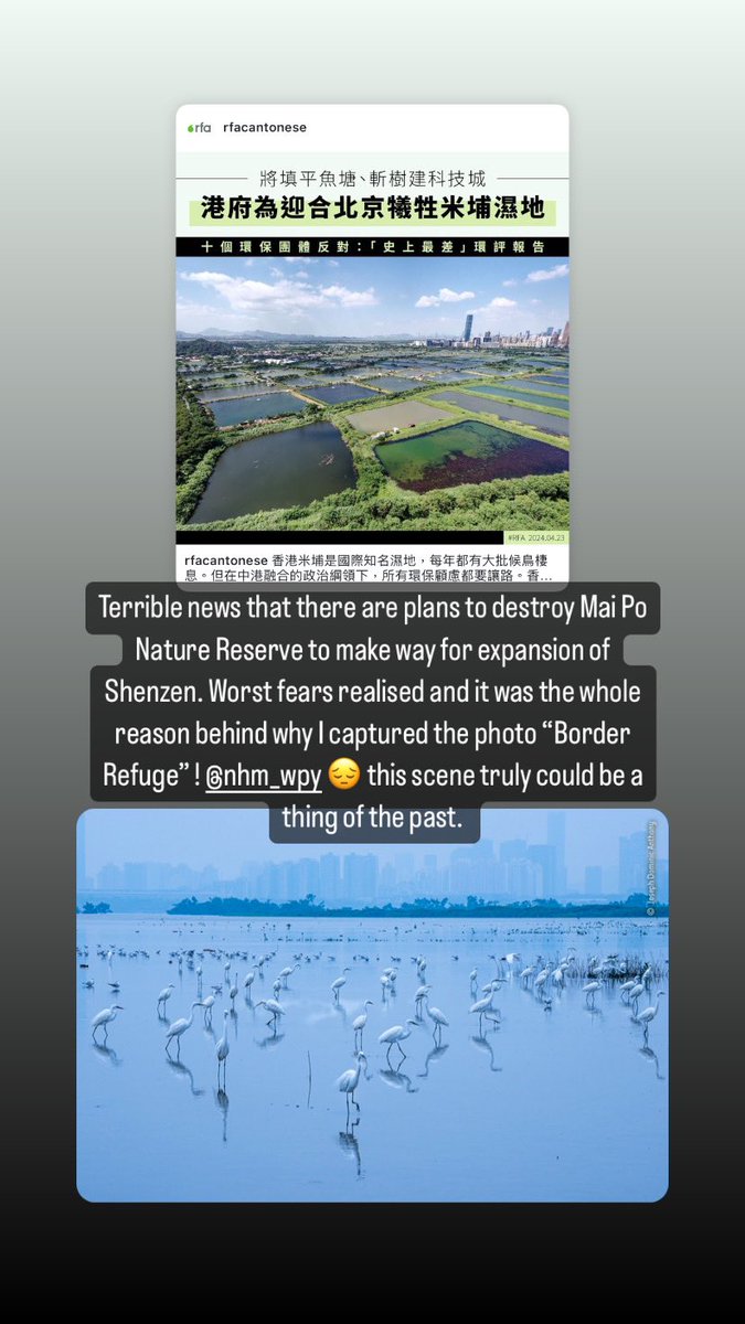 Terrible news today on Instagram. There are plans to destroy Mai Po Nature Reserve to make way for expansion of Shenzen. Worst fears realised and it was the whole reason behind why I captured the photo “Border Refuge” ! @NHM_WPY 😔 this scene could be consigned to this photograph