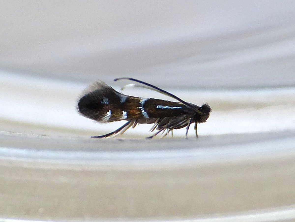 Phyllonorycter lautella emerged in the shed recently, from leaf-mines on seedling oaks collected at @ParcSlipNR in the autumn. It wasn't very compliant and my photo doesn't do justice to its metallic splendour. #MothsMatter