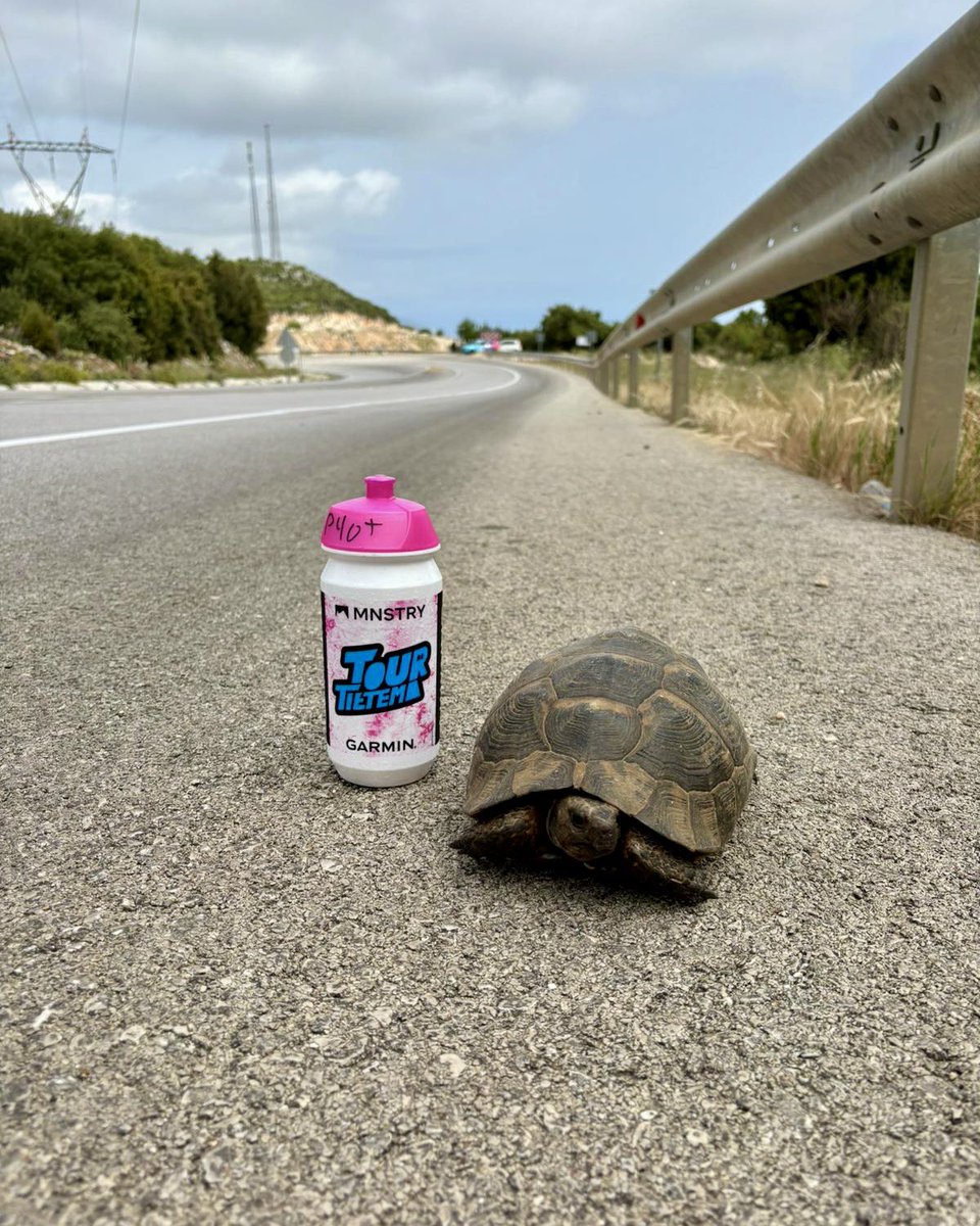 Tour of Turkey'in 3. etabı olan Fethiye-Marmaris'te bisikletlileri bekleyen bir kaplumbağa 🐢