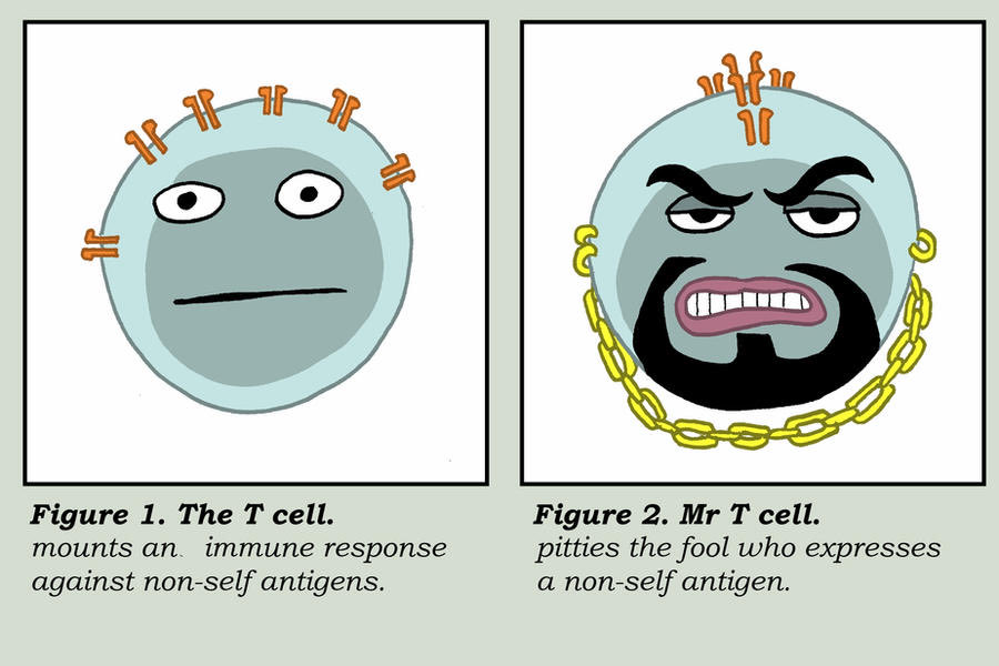 @ChristosArgyrop If we all just get infected every week, our T cells will become stronger.