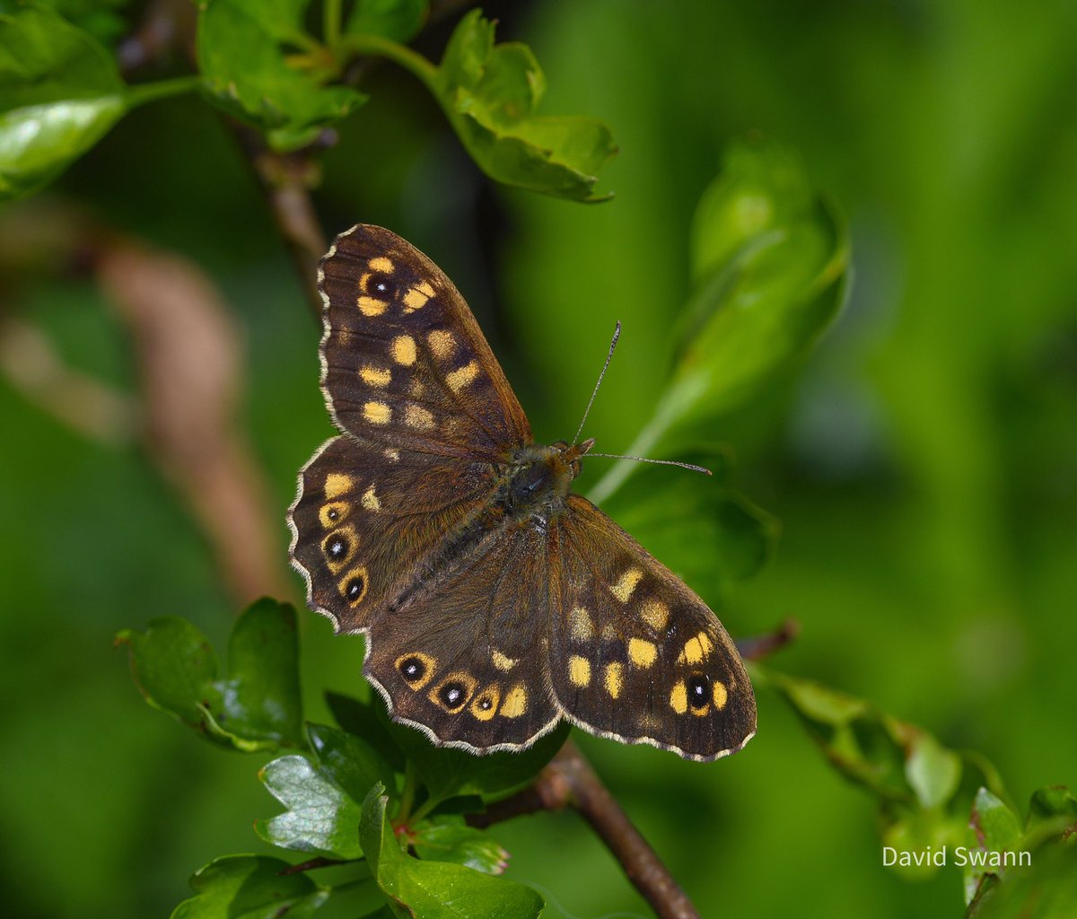 Speckled Wood. @Natures_Voice @NorthYorkMoors @YorksWildlife @WoodlandTrust @MacroHour @savebutterflies @BC_Yorkshire