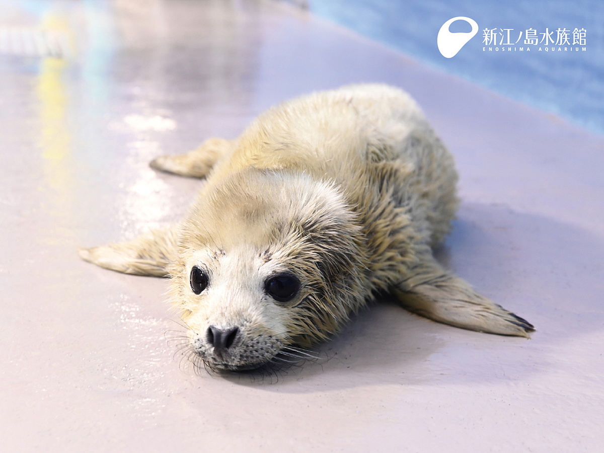 新江ノ島水族館でゴマフアザラシの赤ちゃんが誕生。白い毛は今だけ　グランドオープン20周年を記念した特別展も開催中 dc.watch.impress.co.jp/docs/news/1587…