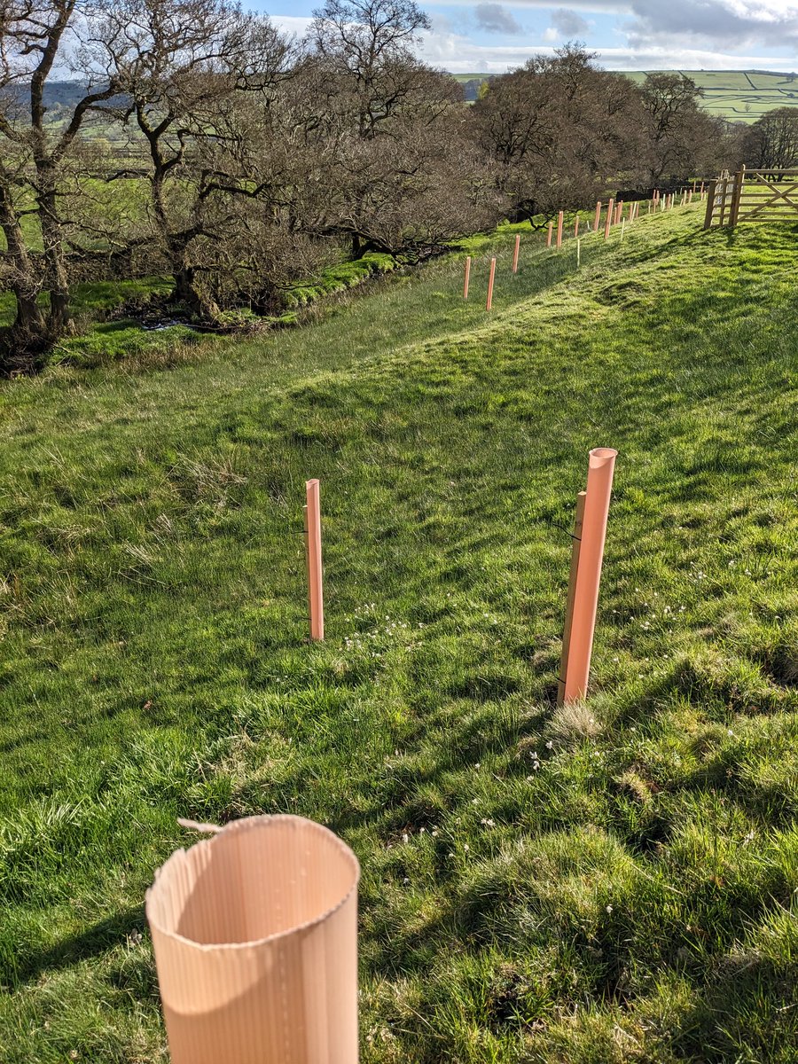 New woodland buffering the watercourse with bonus ancient woodland indicators inside the fence #woodlandcreation. That and the glorious sunshine is boosting my mood this morning!