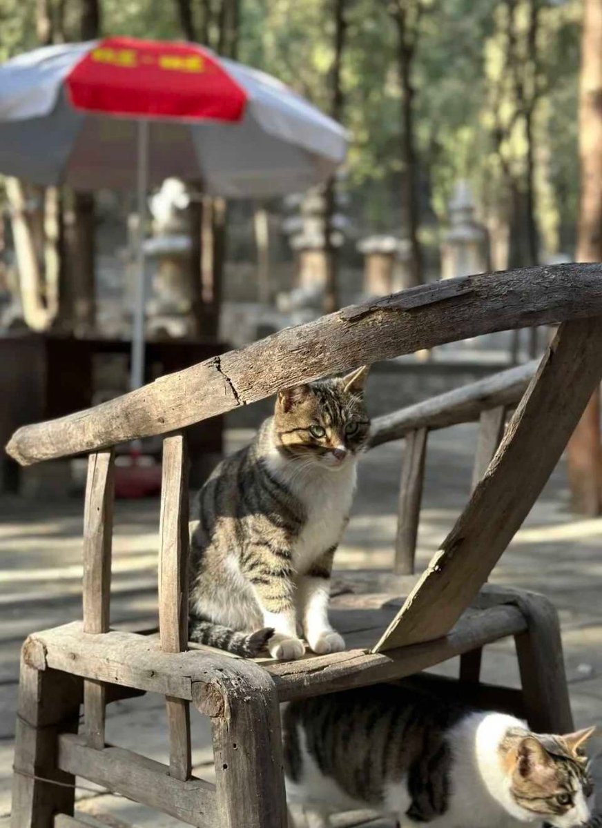 Maokeeee's tweet photo. 今天，请跟随我们的步伐，一起来沉浸式“吸猫”。猫猫寺位于济南历城区古镇柳埠，在四门塔景区内。 https://t.co/P6FNVExy40