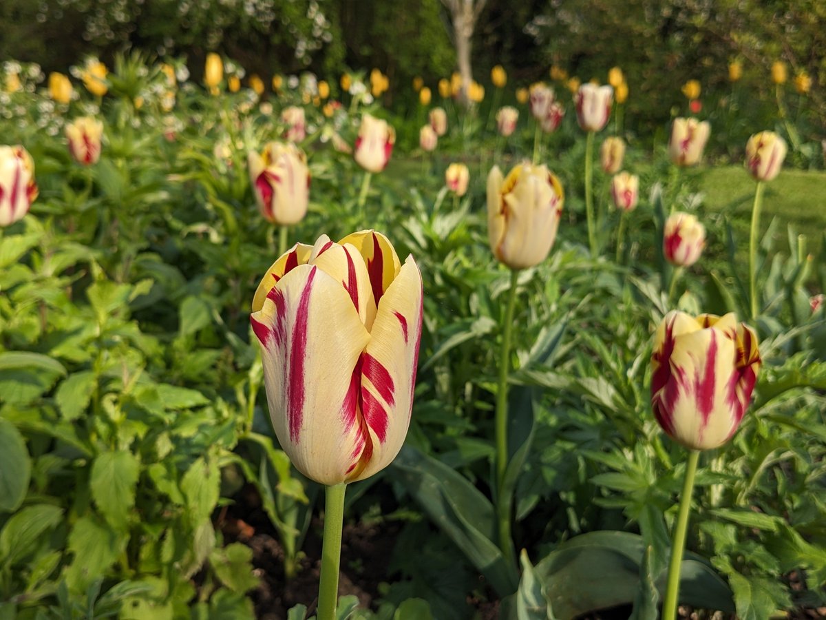 Good morning, and a gorgeous, fine one it is too. The tulips in the garden still look fabulous - this one is 'Grand Perfection', recommended to me by my mum @pmholly . Fabulous, isn't it? Gardens are open Wed-Sat 10-5. WA44HP. Free to @The_RHS members.