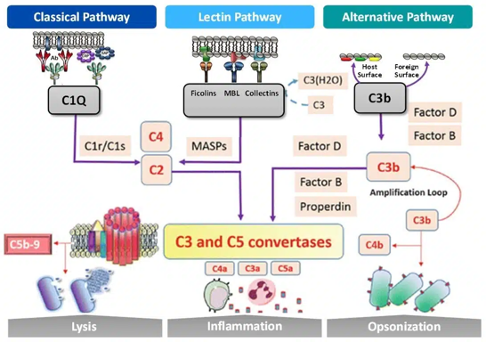 T0f: C3G is mainly caused by dysregulation in the complement cascade, this can be from genetic 🧬 and/or acquired 🧪 factors. More than 90% of C3G cases are caused by dysregulation in the alternative complement cascade, while 10% are in the classical/lectin pathways. #NephJC