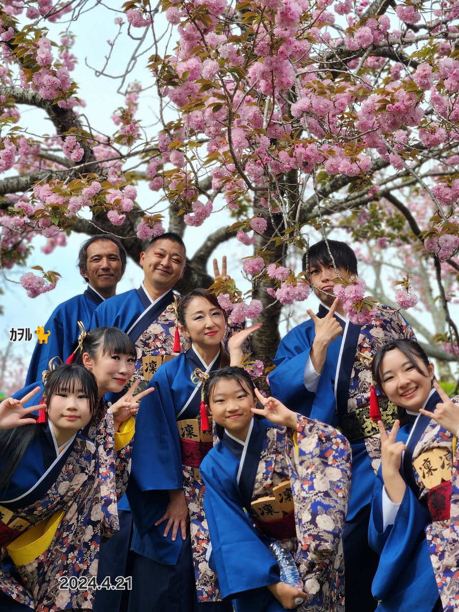 八重桜🌸と秋山舞の会さん いつも優しくて、フレンドリーなteamさんです☺️ 応援宜しくお願いします🙇 静峰ふるさと公園2024 #八重桜まつり #よさこい #写真好きな人と繫がりたい