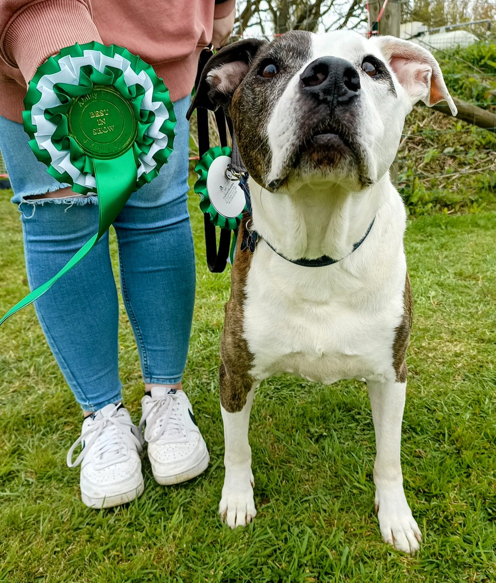 The Ability Dogs 4 Young People IoW Fun Dog Show held on Sunday, was an overwhelming success. 🦮 The day was spent celebrating the remarkable bond between dogs and their owners while raising vital funds for the charity's life-changing work. 🐾