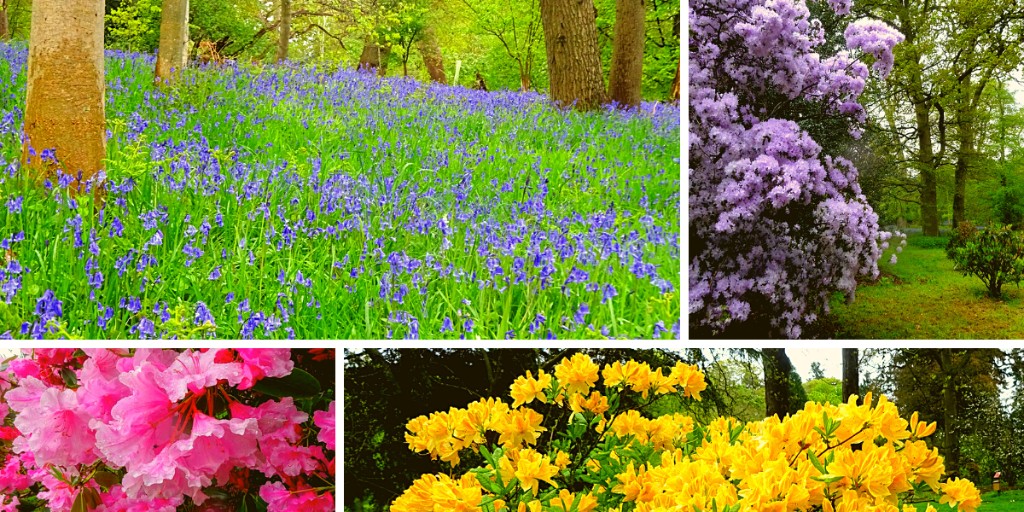 Even though the sun refused to come out when we visited, the bluebells and rhododendrons currently in full bloom at Harcourt Arboretum @OBGHA still look amazing! 🌺 Claim your alumni discount at Harcourt Arboretum: ➡️ bit.ly/MyOxBGA 📷 ZB #Bluebells