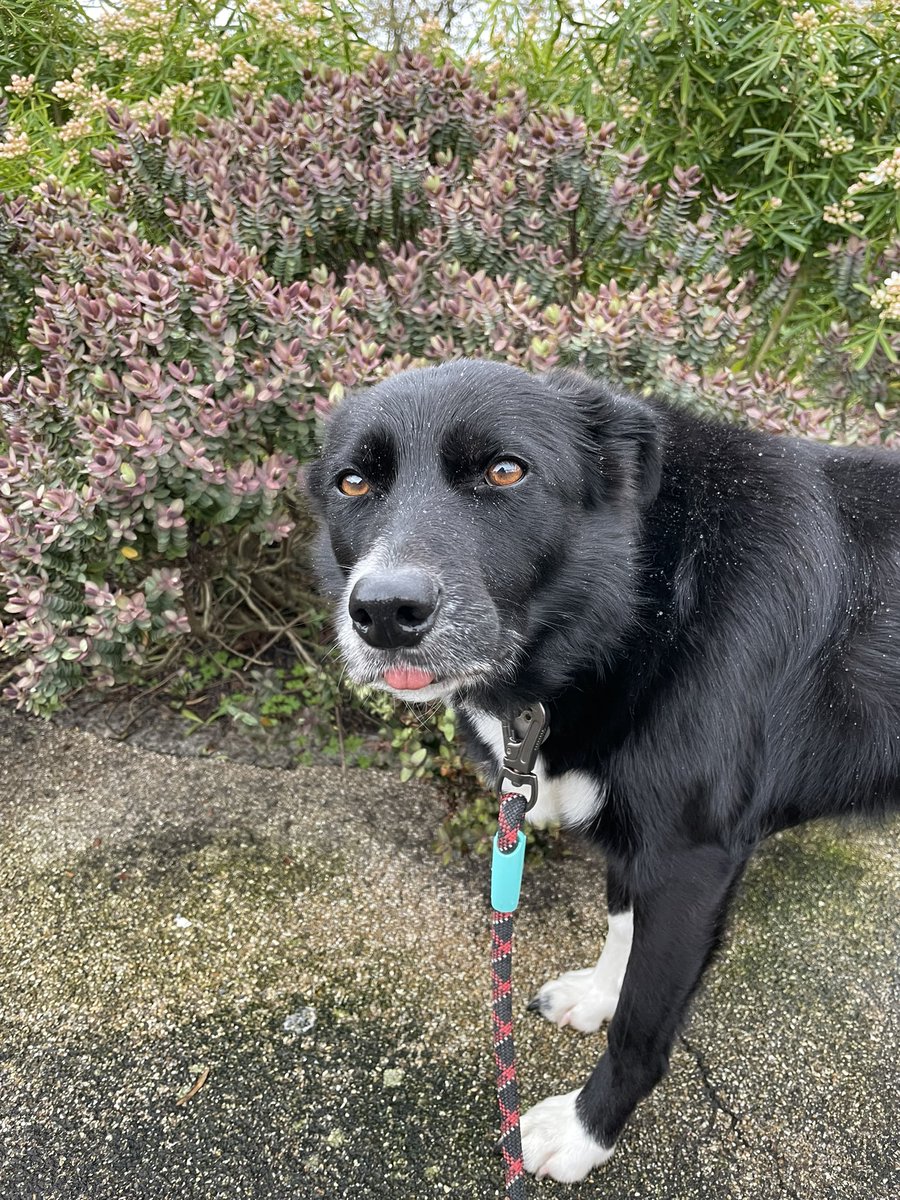 GeordieHound's tweet photo. Today hasn’t been ideal. I tried to roll in something stinky but wasn’t allowed. It isn’t something I normally do, so I think I should have been allowed. We also got caught in a short hailstorm which wasn’t very pleasant. 
I was still a very good girl though. https://t.co/OiwrWJqj9I