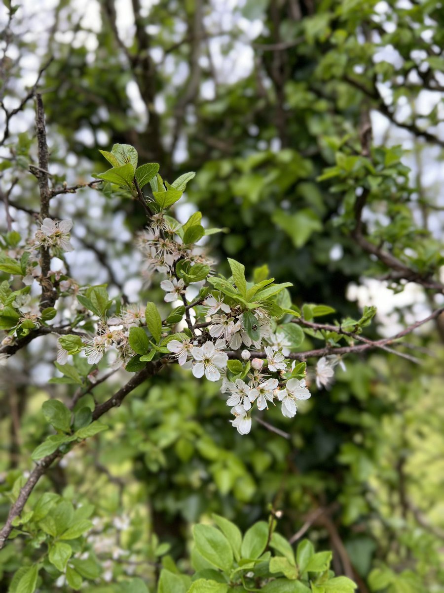 MichGGsy's tweet photo. Love this time of year @nationaltrust #blossonwatch 🌸🌸🌸🇬🇬🇬🇬#guernsey https://t.co/eBlyw2id3n