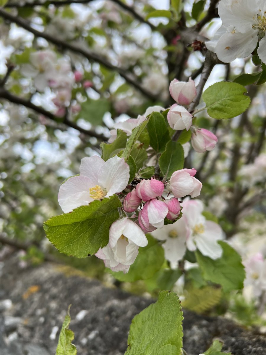 MichGGsy's tweet photo. Love this time of year @nationaltrust #blossonwatch 🌸🌸🌸🇬🇬🇬🇬#guernsey https://t.co/eBlyw2id3n