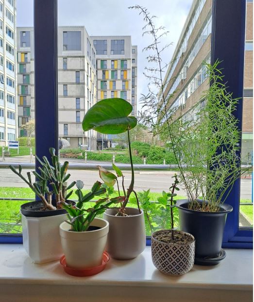 Our growing collection of office plants always brighten our day in the office. In the next tweet is a list of just a few of the other actions we take at @SUTranscription to create a greener world 💚🪴 #GoGreenWeek2024 #SustainabilityTakeover