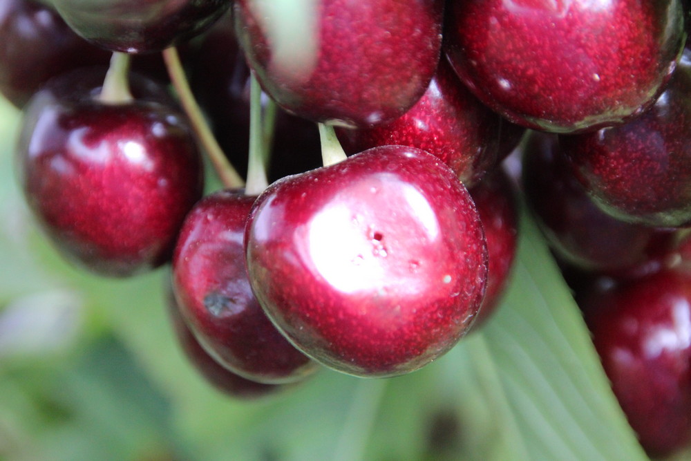 De gemeente West Betuwe steunt de kersentelers in hun strijd om onmisbare middelen tegen de gevreesde Suzukii-fruitvlieg te mogen gebruiken. 

defruitteeltkrant.nl/west-betuwe-st…