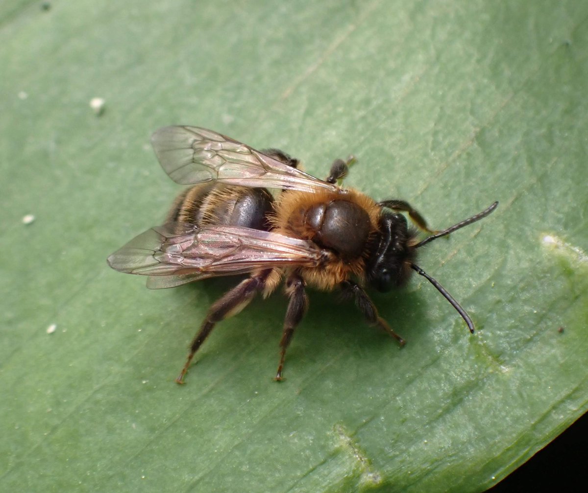 #WildWebsWednesday A Chocolate Mining Bee, Andrena scotica rests on a leaf of Ransoms in Lydney, Gloucestershire. Thanks to people on FB who confirmed my ID.