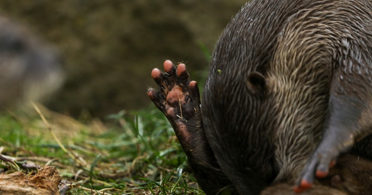 Asian small-clawed otter? 😤 Asian perfectly-sized-clawed otter 🥰