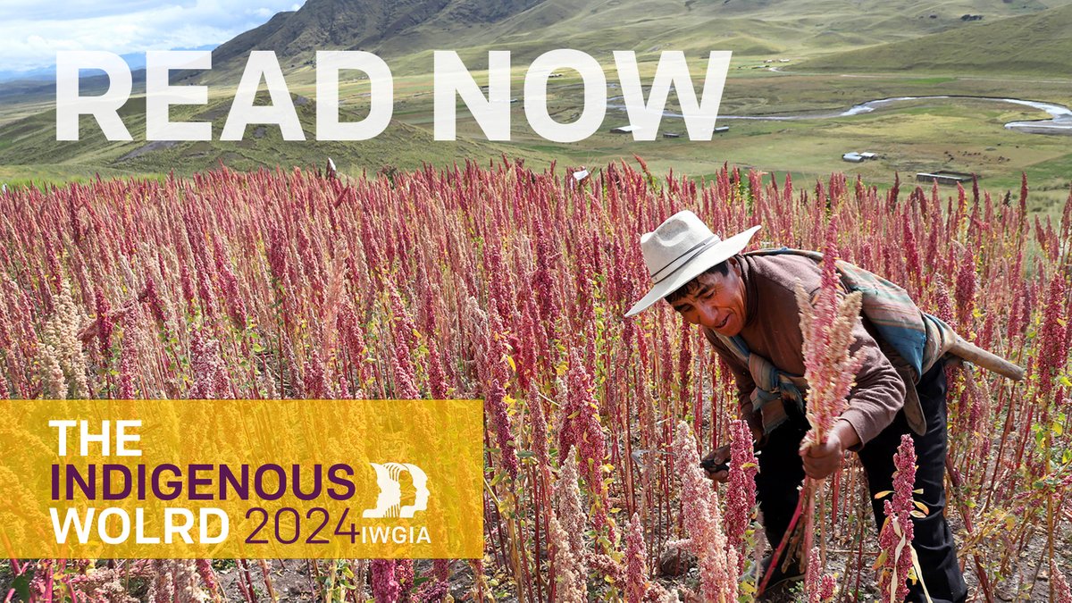 📖 The Indigenous World 2024 is now available on our website ! 👉 Read it now: bit.ly/2Vuk1p7 🔖 This 38th annual edition documents the #humanrights situation of #IndigenousPeoples and the developments they have experienced in 2023.