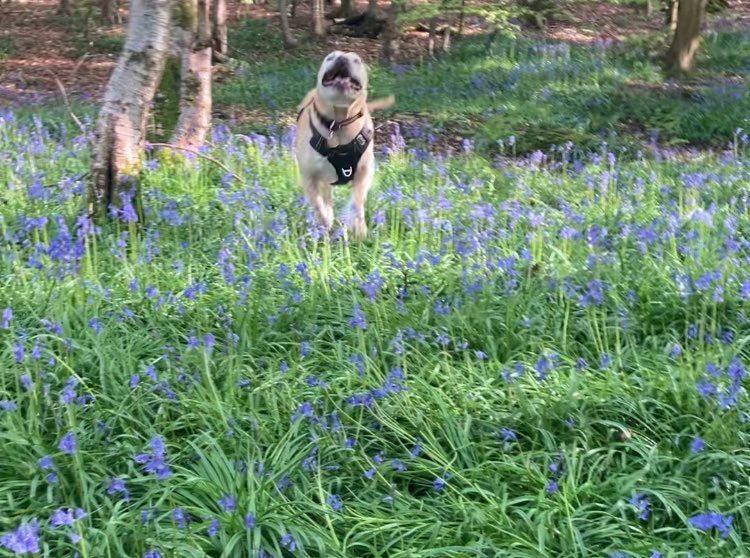 I used to be chained up all day with no friends and now I got all these woods to myself !! Please help rescue dogs like me!