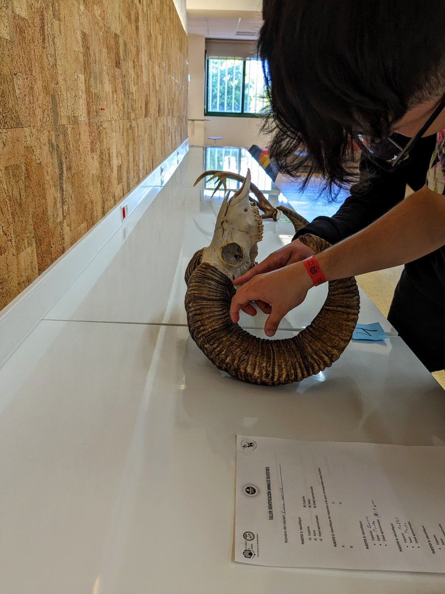 Ayer estuvimos impartiendo el Taller “Investigando la fauna silvestre” dentro del programa de actividades de la feria de orientación vocacional universitaria #OrientaUCO  🔎🐾🦌<a href="/Univcordoba/">Universidad Córdoba</a> <a href="/VeterinariaUCO/">Facultad de Veterinaria UCO</a> <a href="/ENZOEM_UCO/">ENZOEM</a>