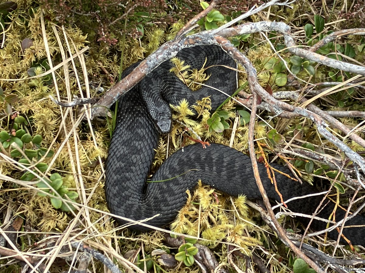 Lovely to come across this black adder on Tuesday. You can see how it has flattened its body to get more warmth from the sun. Melanistic adders like this are fairly common at Mar Lodge - do let us know if you see one in the estate (but don't get too close!)