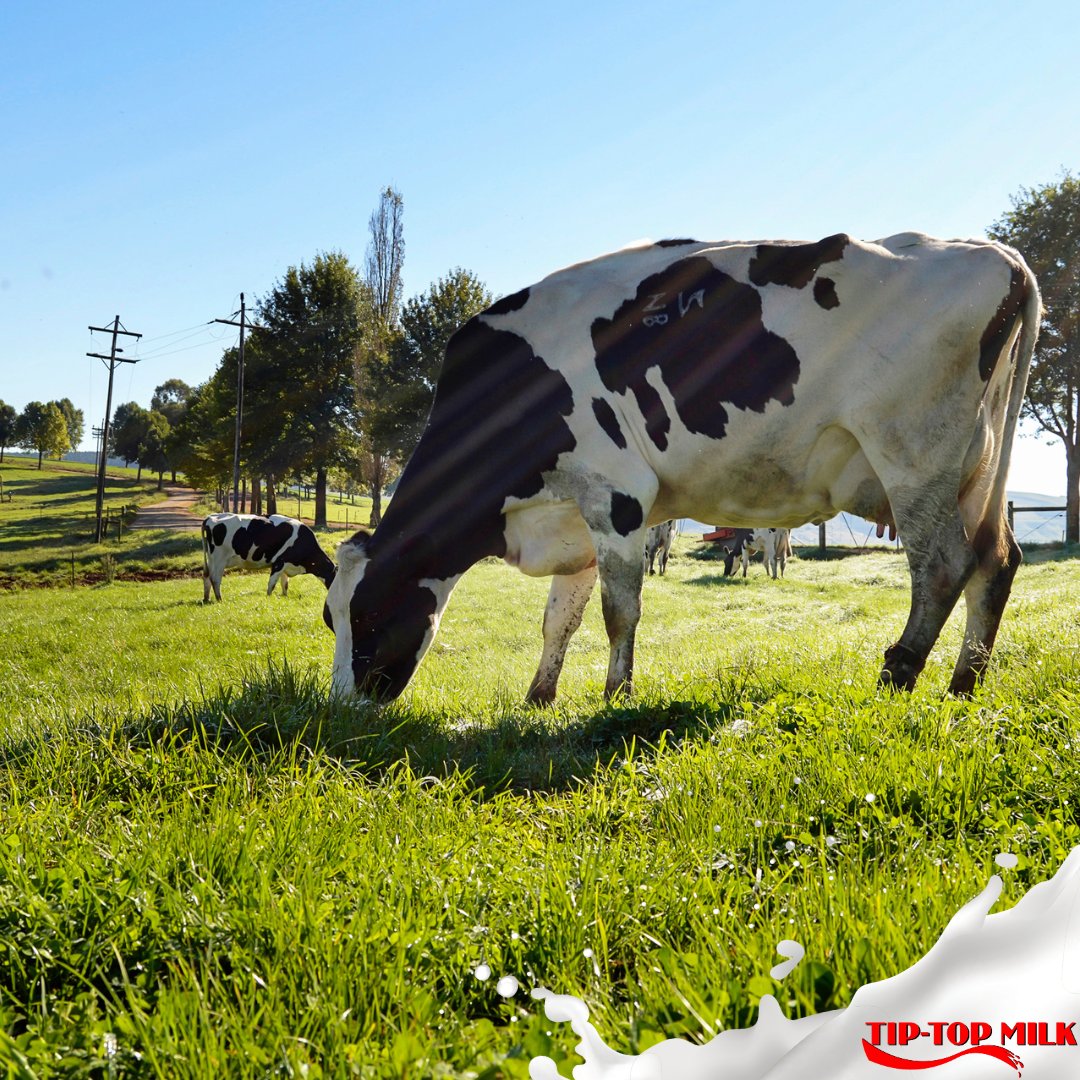 Ensuring the protection of your #dairyfarm against diseases through proactive #biosecurity measures is a fundamental responsibility for #farmers. Read the @MilkMPO’s #biosecuritystrategy &amp; discover tips to help control outbreaks in your area here: bit.ly/46vPc2G 🐄