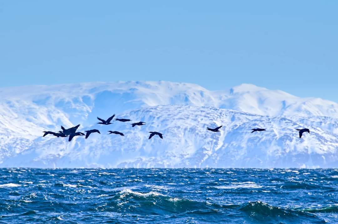 Cormorants, Hasvik, Finnmark 😍Photo Monica Hellum #Norway #seabirds #birds