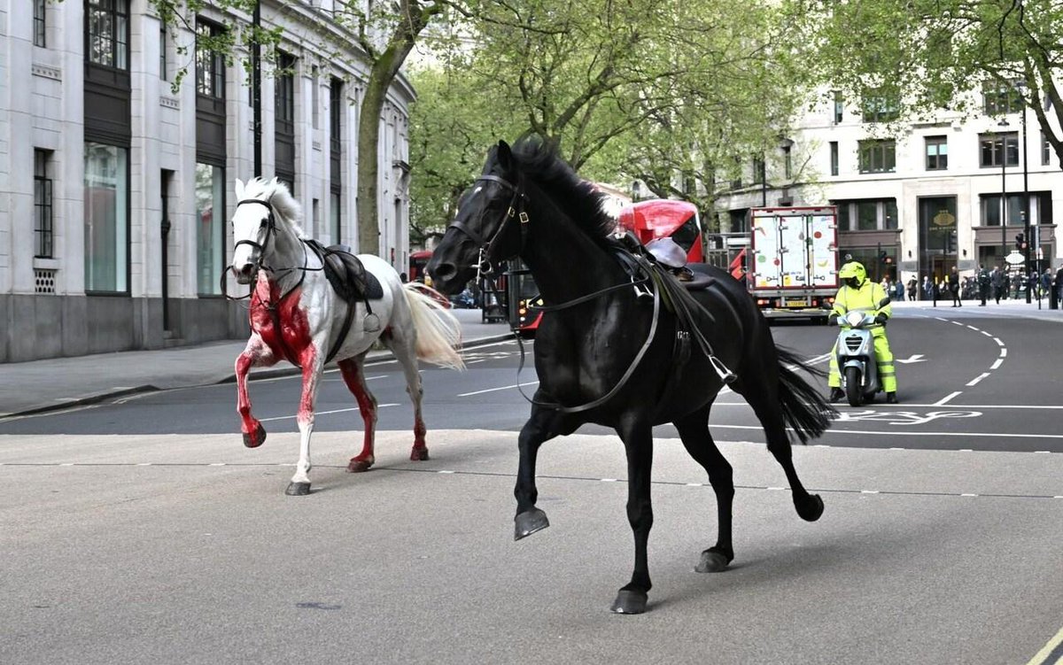 📸 Pictured: Blood-covered Household Cavalry horses run loose through central London. A serviceman was also injured near Buckingham Palace as police and medics cordon off the area. Find out more: telegraph.co.uk/news/2024/04/2…