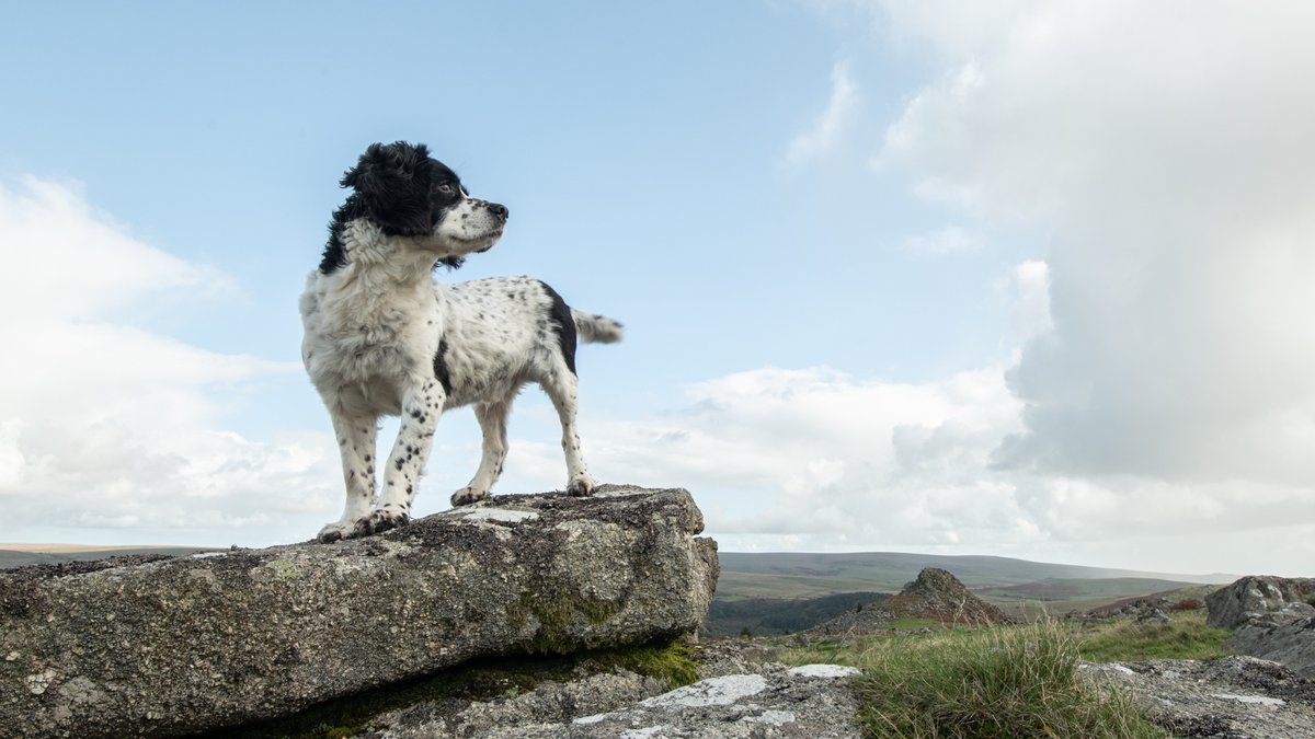 The Legend that is Guillemot the springer has just turned 14 and we thought that X doesn't quite show enough awesome in these challenging times, so here he is, looking awesome. Still always up for a walk he is the silent partner in our business. Guilly, we salute you 🙌