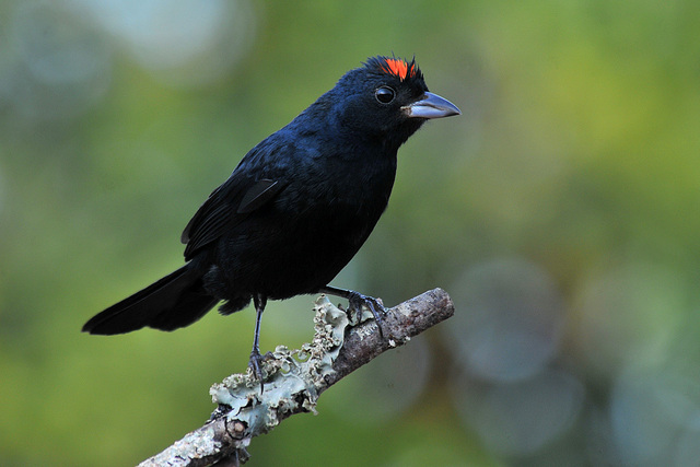 🇧🇷Tiê-preto 🌎Tachyphonus coronatus O tiê-preto é uma ave passeriforme da família Thraupidae.