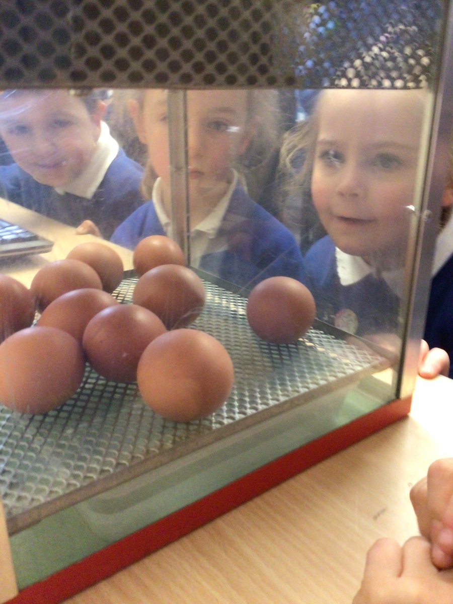 The chicks have arrived in Reception this week. We are super eggcited to see some movement from the eggs today.