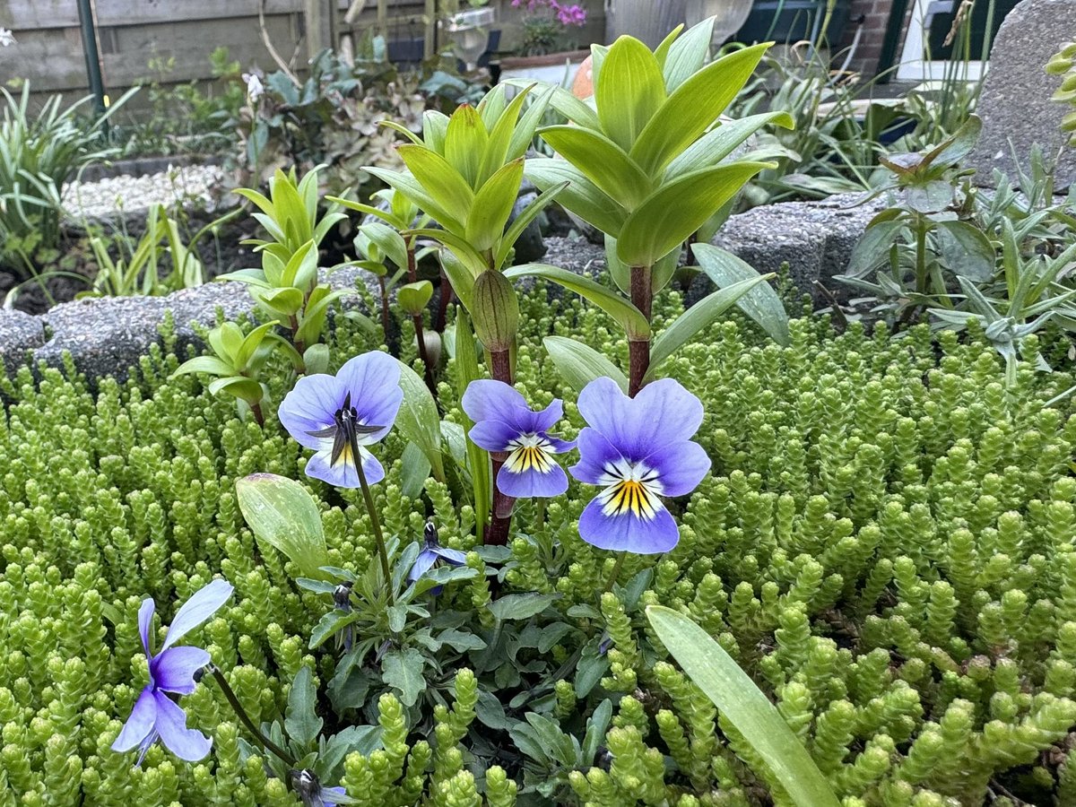 hon_joke's tweet image. Goedemorgen wens jullie allemaal een hele fijne woensdag toe 💙🩵#viooltjes #Tuintweet