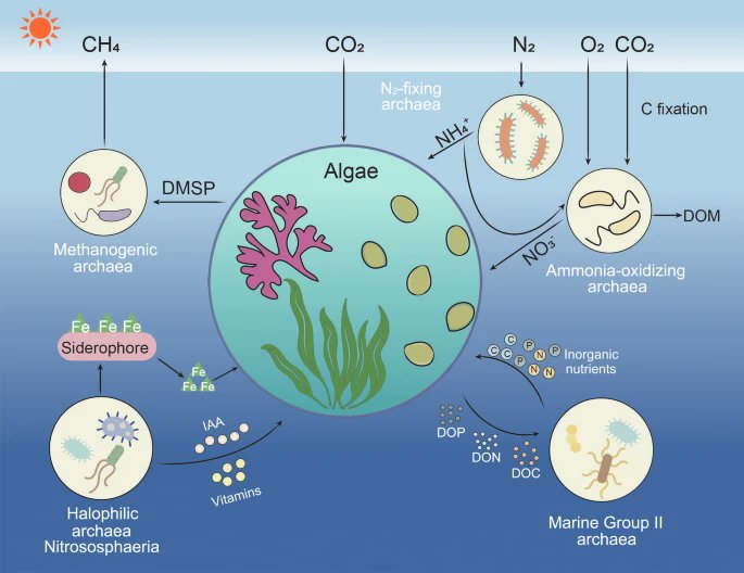 New NIOO publication: Exploring the interactions between #algae and #archaea. By @LukasTrebuch and others. #biogeochemicals #biodiversity doi.org/10.1007/s42995…
