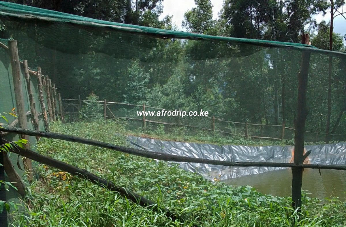 Farm tour at Giathenge, where our client capitalizes on the rain by harvesting water with liners for fish farming. Additionally, they utilize shade nets to shield the fish, ensuring their protection and well-being. 🐟💧 #RainwaterHarvesting #FishFarming #ShadeNetProtection