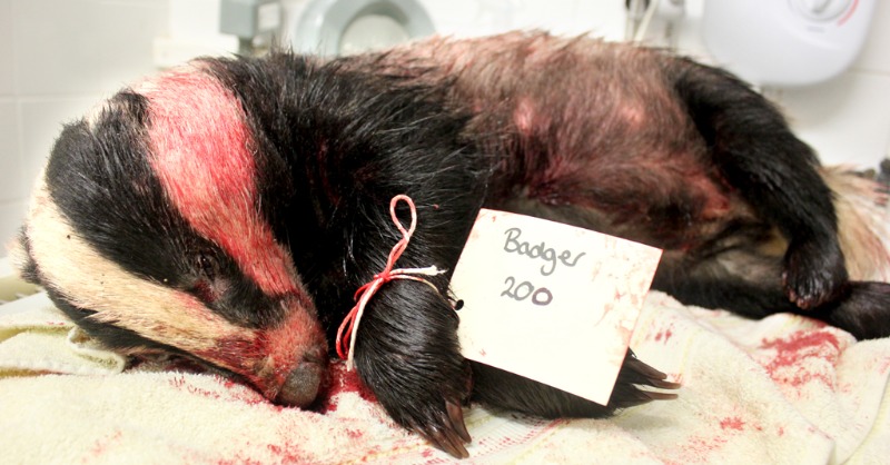Nearly 9 out of 10 badgers shot when free running rather than shot when caged and trapped in 2021 – badgers shot this way take minutes to bleed out and die. Please RT and sign our petition to end the badger cull: protectthewild.org.uk/badger-petitio…