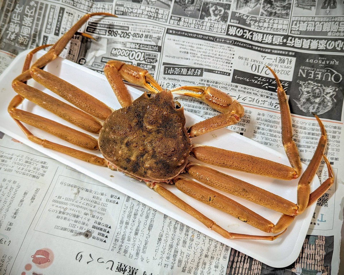 登別産 本ズワイガニの
刺身とカニ味噌の甲羅焼き！🦀

 刺身は甘くて、プリプリの食感が最高😆✨

カニ味噌は濃厚で香ばしく、甲羅から直接すくって食べるのがたまりませんでした…‼️

こんな贅沢な味を格安で頂けるなんて、登別に移住できて幸せです😍

#北海道  #登別  #本ズワイガニ