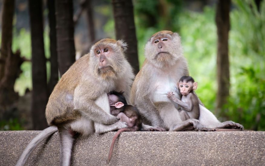10 Unexpected Parenting Styles In The Animal Kingdom

Know more: uniquetimes.org/10-unexpected-…

#uniquetimes #LatestNews #animalkingdom #parenting #adoptiveparenting #siblingcare