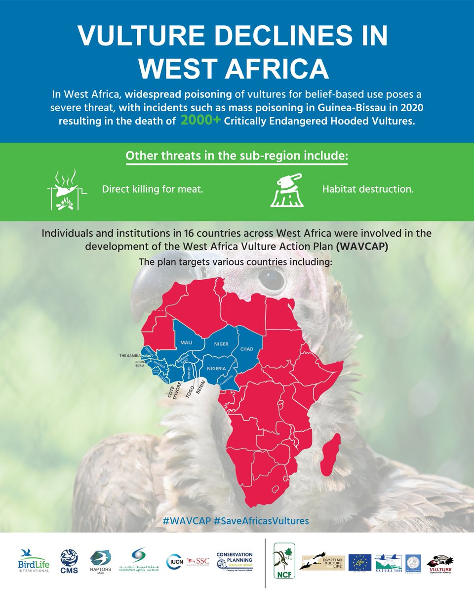 BirdLifeAfrica's tweet photo. #DYK that the biggest threat to #vultures in #WestAfrica is poisoning for belief-based use? Today, we launch the “West African Vulture Conservation Action Plan 2023-2043” with our partners, to tackle this threat in the subregion! 

More▶️ https://t.co/3brvXto75C https://t.co/5x1DXkX6yE