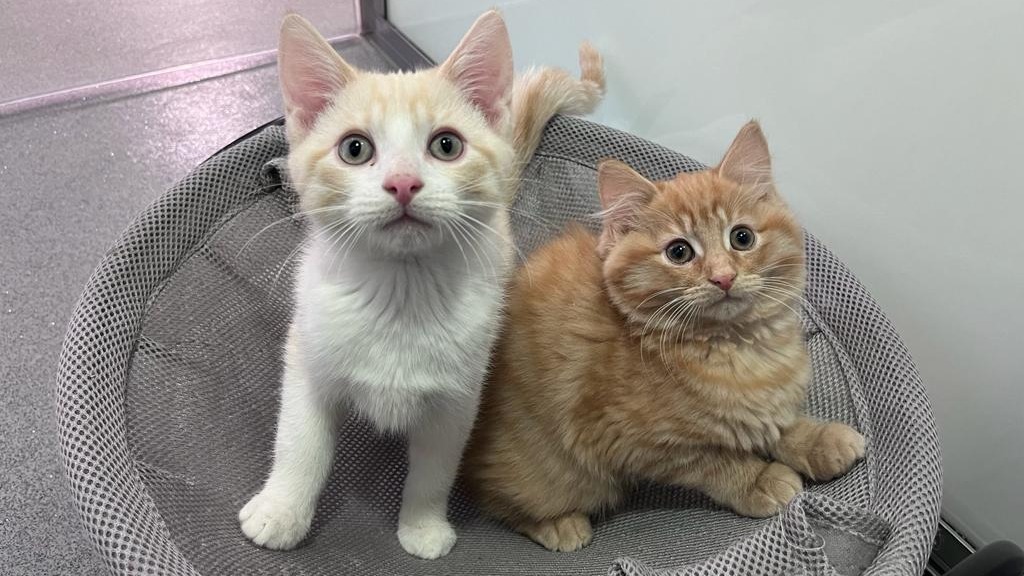 This adorable bonded duo, named Bogs and Clogs, recently went off to a new loving home together and have settled in brilliantly. 😻 Enjoy your new life, Bogs and Clogs! 💙