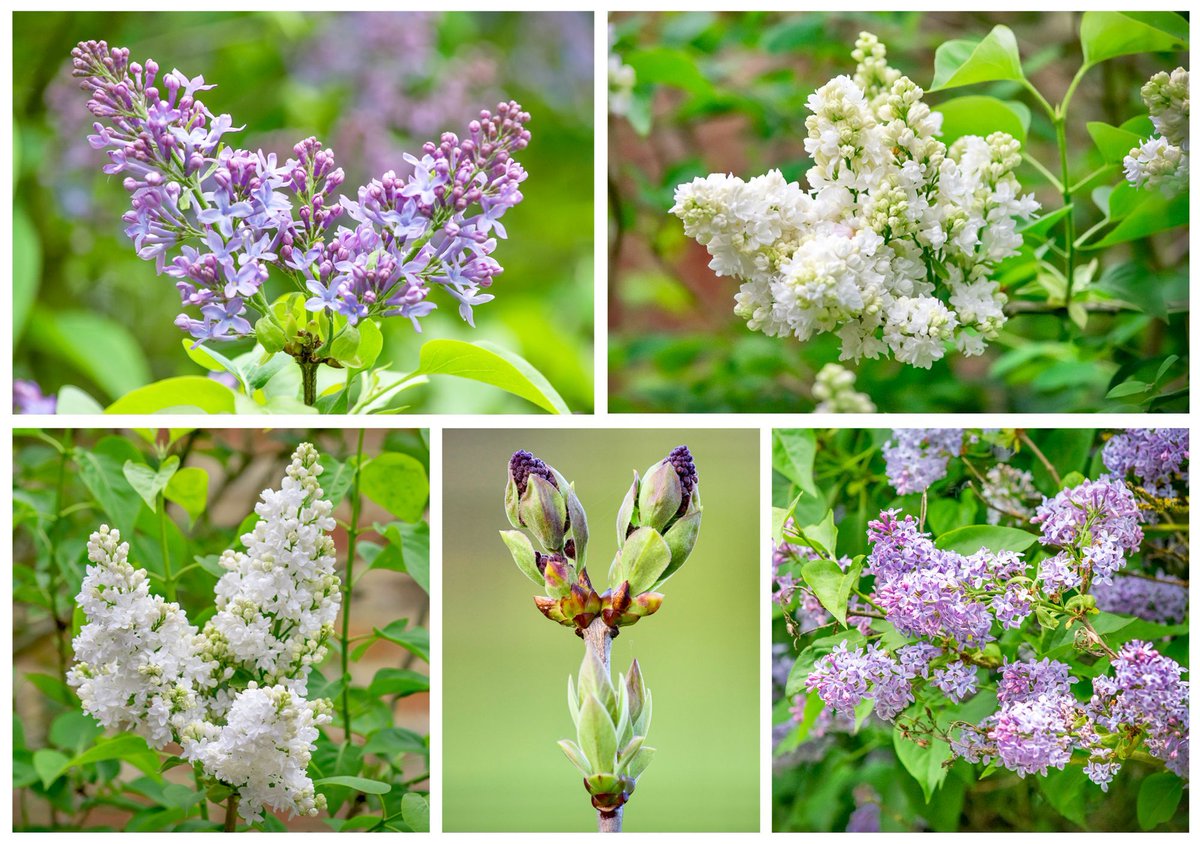 Scandinavian #folklore tells that each year the rainbow goddess Iris accompanies Spring and Summer painting the Earth with colour. One year when they reached the last plants, they only had purple and white left. They splashed it over & thus created the first Lilac blooms. #nature