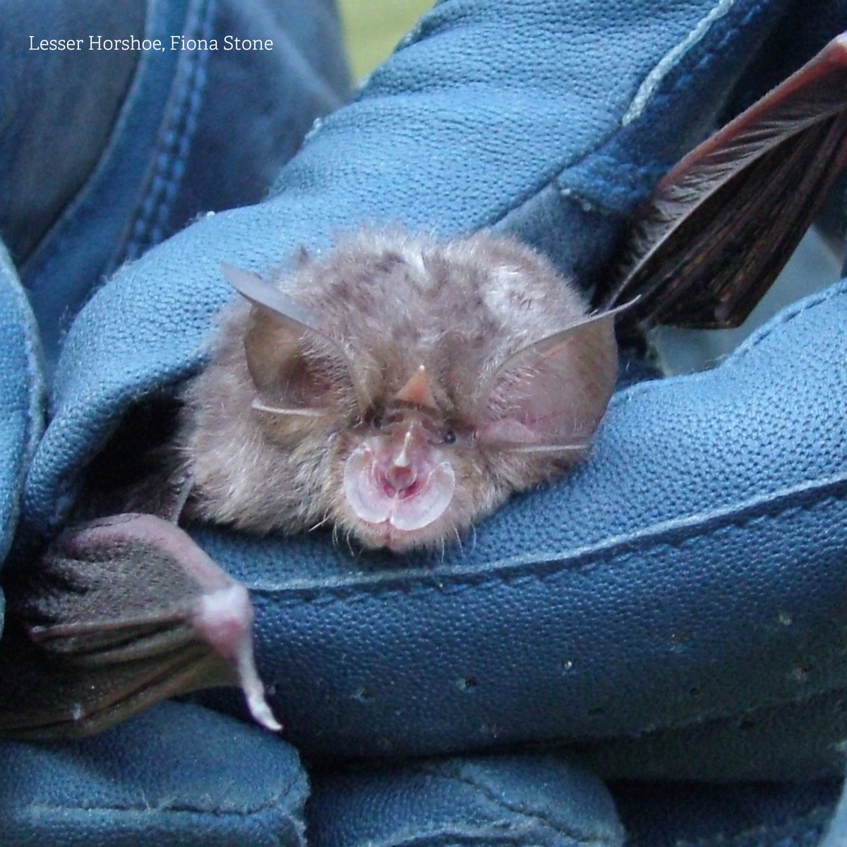 Did you know? Nearly a quarter of UK mammal species are bats! 🦇 In Powys, 14 out of the 18 species have been spotted, including the #LesserHorseshoeBat (Rhinolophus hipposideros). If you know of a site supporting a bat roost, contact fiona@rwtwales.org #Nationalmammalweek