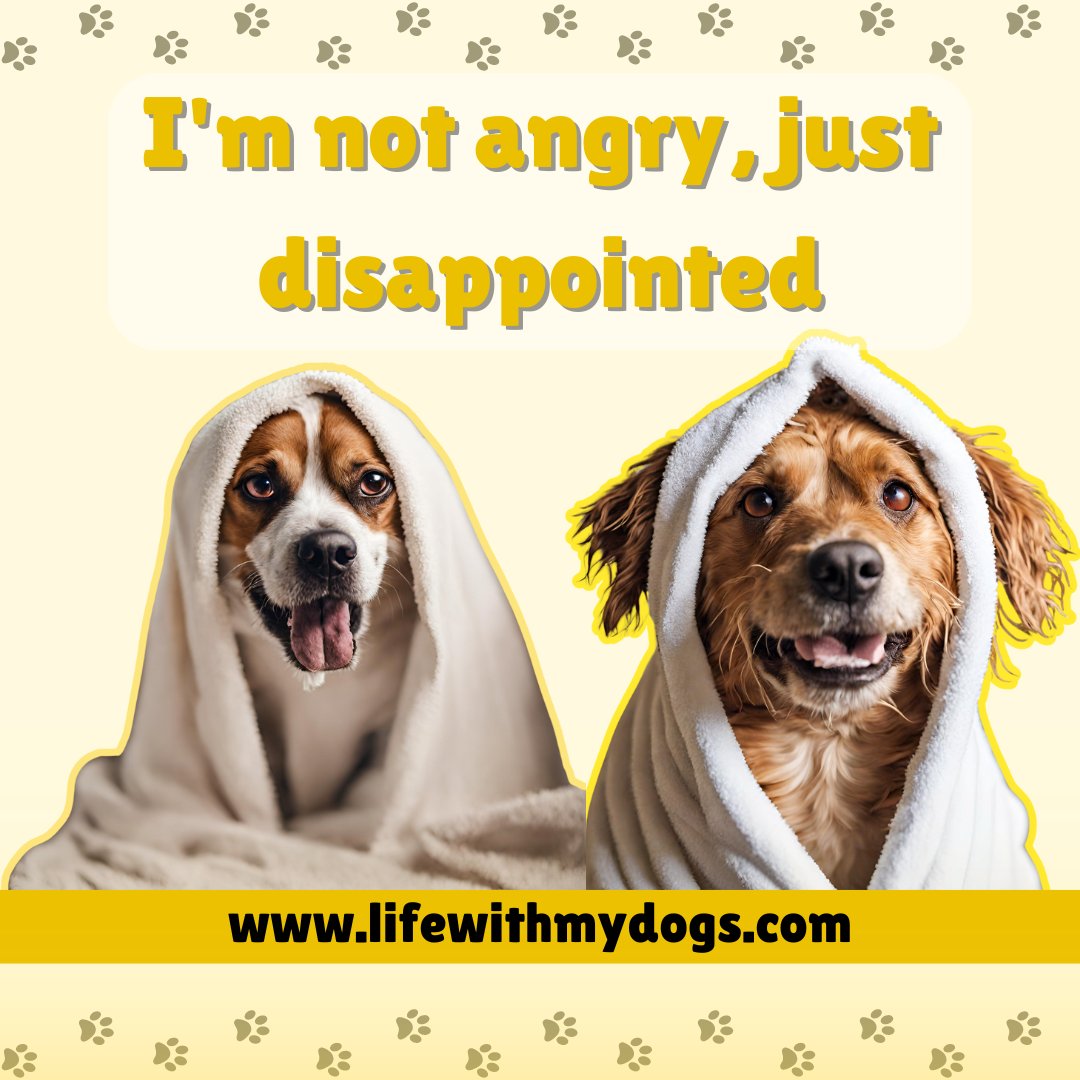 When your dog's expression says it all... 'I expected more from you.' 🐾💔 For more facts and information about dogs, visit lifewithmydogs.com #dogsfacts  #dogmemes #pawfacts #furbabies #pawcare #dogslove