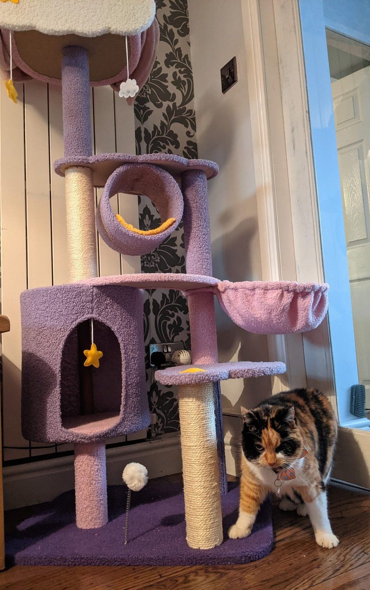 must protect new cat tree with my powerful and mighty stance.