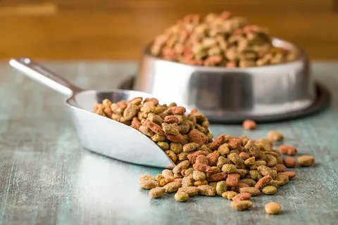 #Organic #Pet #Food #Market size was valued at USD 25.96 Billion in 2023.

Get More Details: tinyurl.com/eu6ayz26

#OrganicPetFood #HealthyPets #NaturalNutrition #PetWellness #HolisticPetCare #OrganicTreats #HappyPaws #EcoFriendlyPets #NaturalIngredients #PetHealth