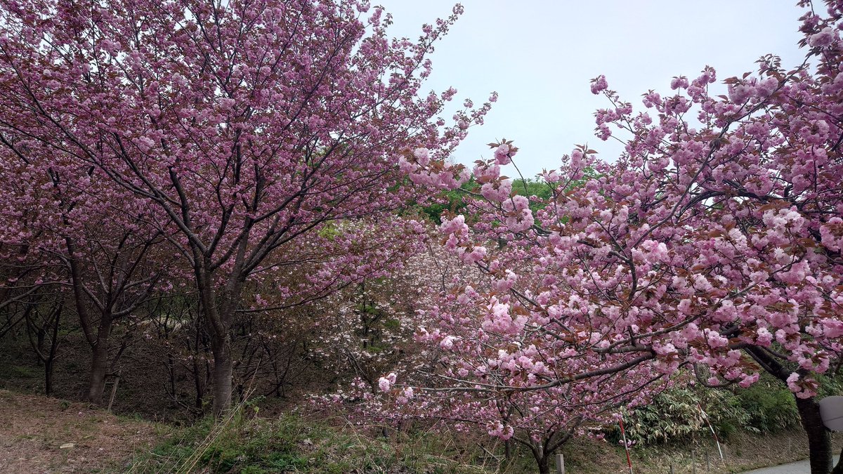 写真撮るのがあまりに下手くそすぎてこんなの見てきたよ♥️って報告しづらい。あまりに下手で。八重桜は満開だったけど躑躅、石楠花、藤は今からって感じだったので日を改めてもっかい行ってみる