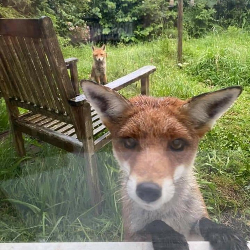 'You call us vermin and destructive. And yet you humans have destroyed entire ecosystems, polluted the ocean, the rivers and the air, and hunted other species into extinction.' Follow @ProtectTheWild_ and help us protect British wildlife.