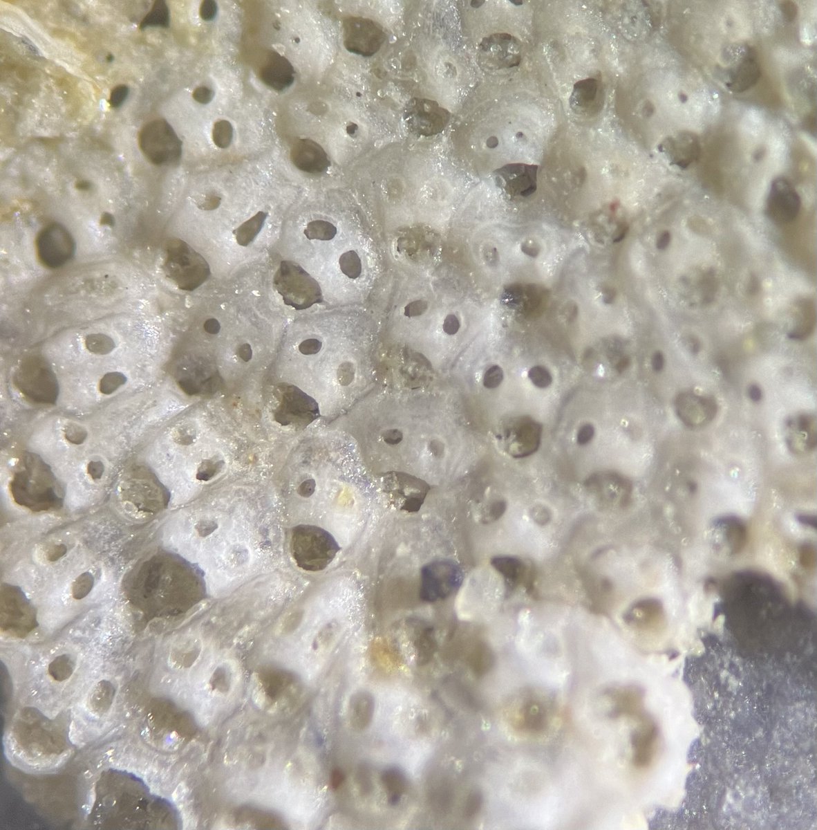 My favorite genre of #bryozoa is the screaming one 😱