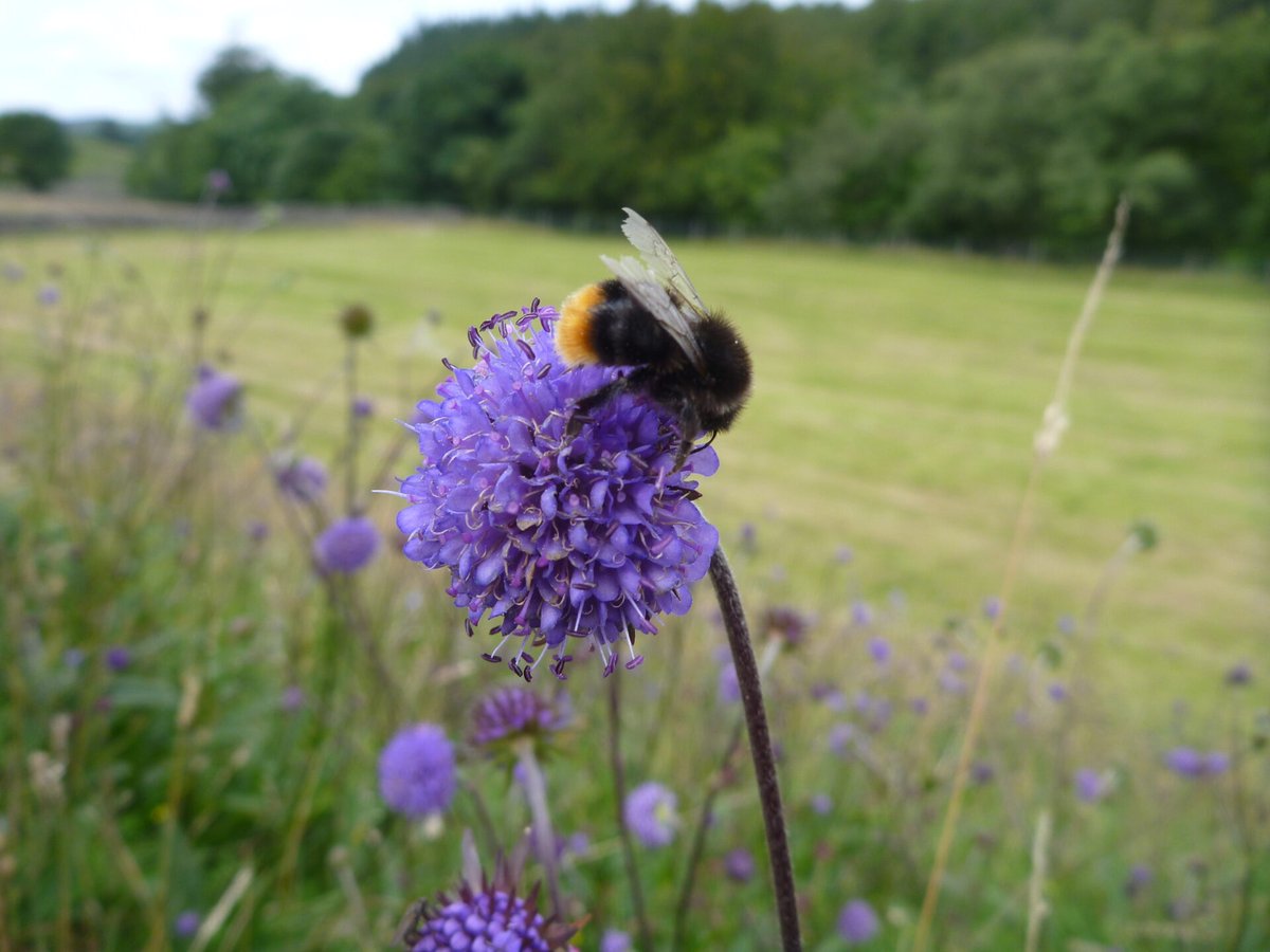 NorthPenninesNL's tweet photo. Our Wild Wednesdays are fun sessions for children aged 5+.
Join us at #BowleesVisitorCentre for a #familyfriendly bee walk on 29 May: https://t.co/4F6CBUhGtq
Help us to rebuild our bug hotel at #Bowlees on 29 May: https://t.co/FUsUmbgCaw
#NatureFest #NationalGardeningWeek #bees https://t.co/ToE8ezPWCZ